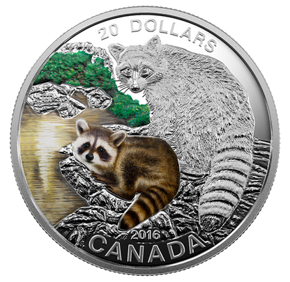 2016 Canada -  Baby Animals: Baby Raccoon