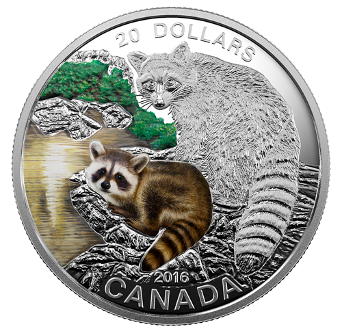 2016 Canada -  Baby Animals: Baby Raccoon